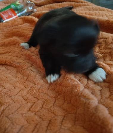 Long haired  chihuahua (Mohawk)63670756567553120
