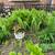 Hardy ferns. Wauwatosa. 1 thumbnail