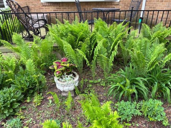 Hardy ferns. Wauwatosa. 1