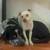 3 Dogs-Foster or Adopt. 12 thumbnail