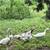 Cotton Patch geese 3 thumbnail