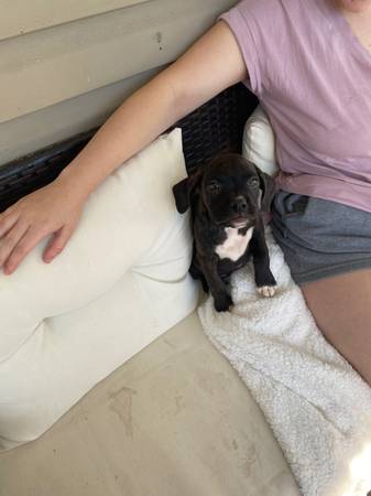 Boxer Puppy63967976548226121