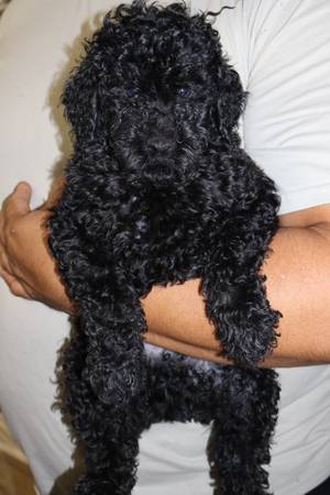 Mini goldendoodles (Tomball)63859313243267124