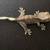 Visual Axanthic Crested Gecko 3 thumbnail