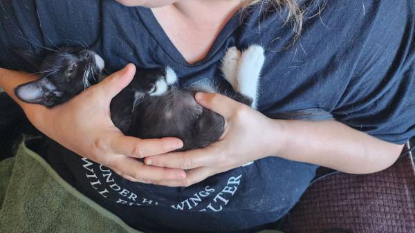 Tuxedo colored kitten (Long Beach)561739076322600961