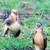 Barbu De Watermael Eggs Chicks 3 thumbnail