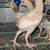 Indio Gigante chicks 4 thumbnail