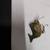 Vintage Heddon hi-tail fishing lure 3 thumbnail