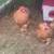 Bantam hen 6 thumbnail