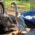 Ducks & Ducklings 5 thumbnail