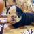 Beautiful English bulldogs are looking for re-homing 2 thumbnail