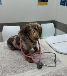 Ready dachshunds 1