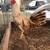 Pollos/Chickens 5 thumbnail