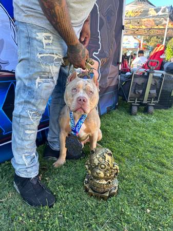 American Bully 1