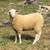 East Friesian Dairy Sheep: Exposed Ewes ONE REMAINING 1 thumbnail
