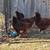 Chickens 5 thumbnail