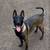 Female Belgian Malinois 1 thumbnail
