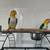 Caiques 1 thumbnail
