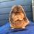 Holland Lops 8 thumbnail