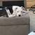 Male and female pup 2 thumbnail