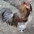 Easter Egger/Ameraucana chicks 20 thumbnail