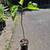 Fig tree (starts) 3 thumbnail