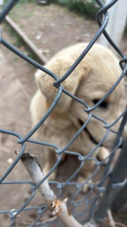 Yellow lab puppy63921243717251122