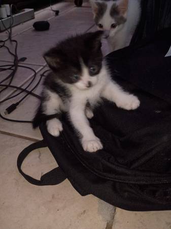 4 weeks old kittens 2 females 1 boy (Inverness)63899422740994122