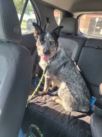 Blue heeler male 1