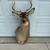 White Tail Deer Shoulder Mount 7 thumbnail