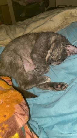 Sweet Cat575820305154723841
