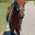 2-year-old Missouri Fox Trotter Horse 7 thumbnail
