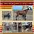 Registered nubian goats 3 thumbnail