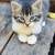 Kittens 4 thumbnail