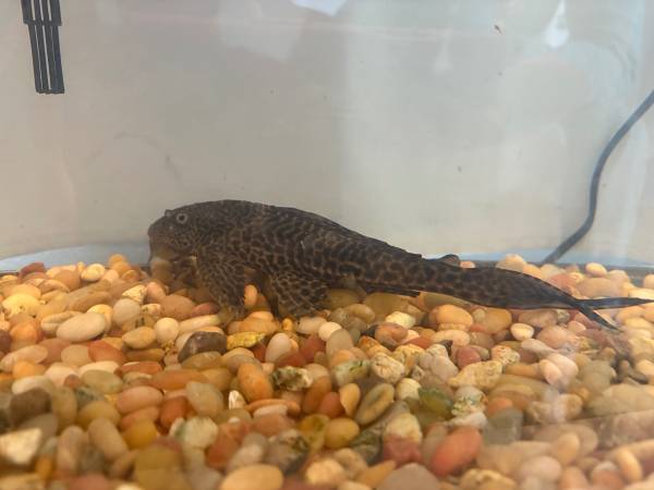 Large Pleco Fish 1
