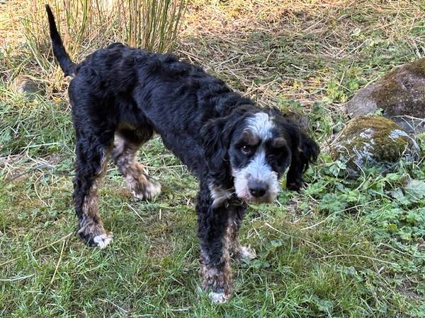 Mini-Bernedoodle (Maple Valley)63684398594433121