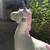FAO Schwarz Plush Unicorn 5 Feet  Stuffed Animal White/Pink 2 thumbnail
