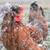 PAIR SWEDISH FLOWER HEN BREED 6 thumbnail