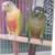 Conures 3 thumbnail