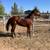 Horse 4 thumbnail