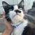 Tuxedo long hair cat 1 thumbnail