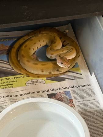 Green Burmese Python (New Lexington)63698085941507120