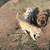 LIVESTOCK GUARDIAN PUPPIES - Pyrenees Anatolian Mix 2 thumbnail