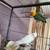 Love bird 2 thumbnail