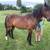 Rehoming Gelding 2 thumbnail