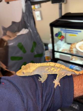 Crested gecko (Covington)63881507598465120