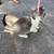 FREE 9 week old kittens FREE 6 thumbnail