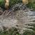 Electric Fence Netting PermaNet Plus 12/48/3 100' x 48" double spike 5 thumbnail