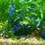 Blue freshwater neocaridina shrimp (3/8-1/2") 1 thumbnail