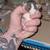 Pet rats for rehoming (not snake food) 1 thumbnail